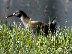 Water Rail