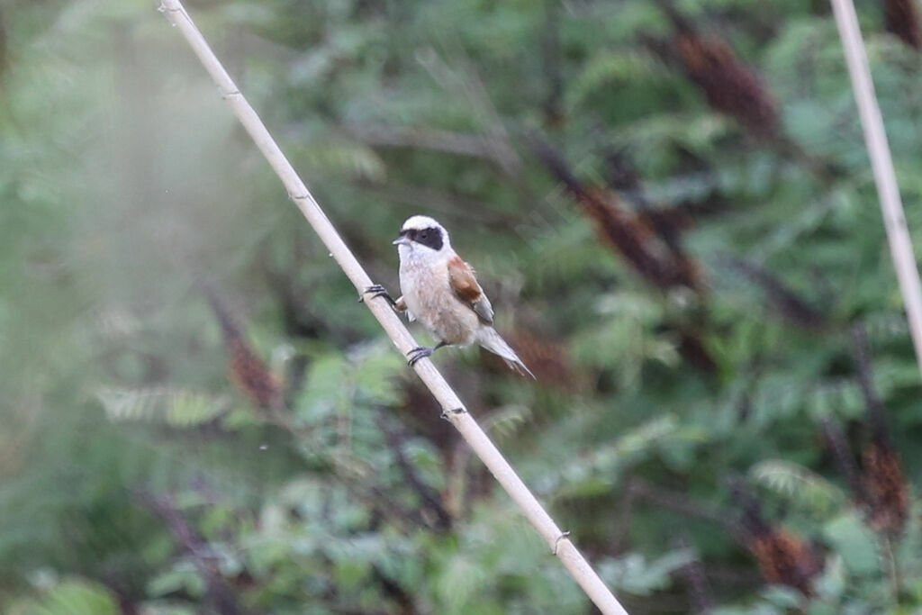 Rémiz penduline