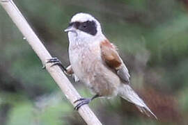 Eurasian Penduline Tit