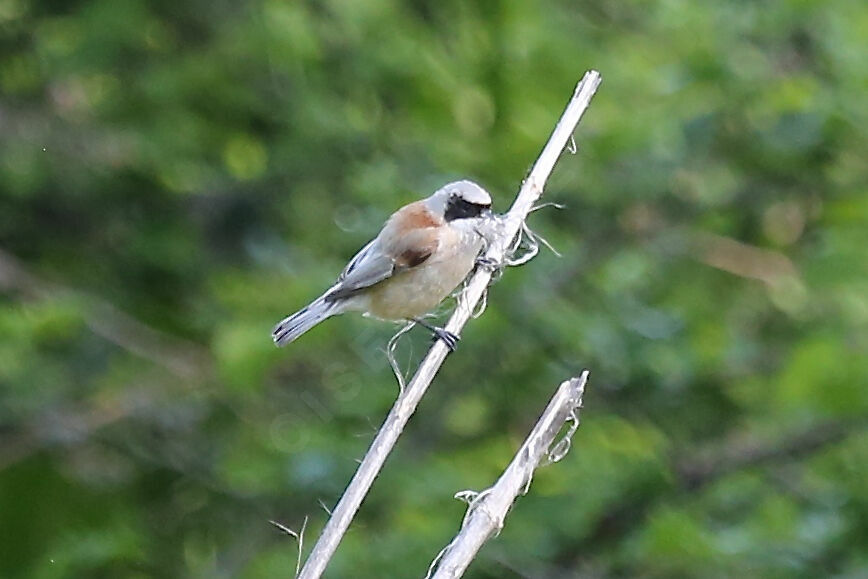 Rémiz penduline