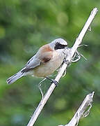 Eurasian Penduline Tit