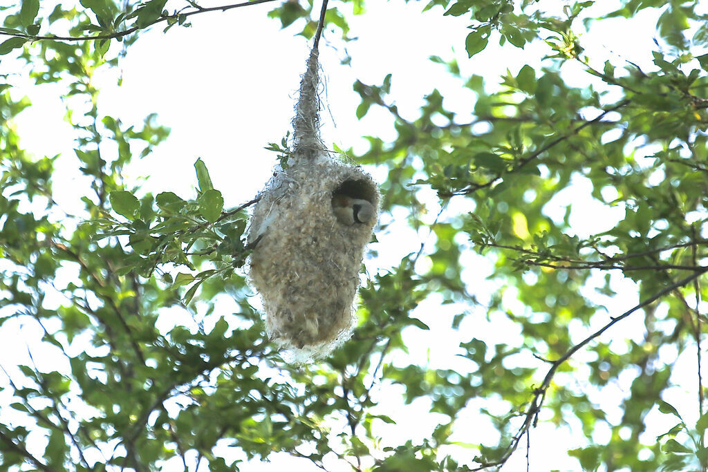 Eurasian Penduline Tit