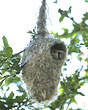 Rémiz penduline