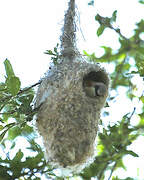 Rémiz penduline