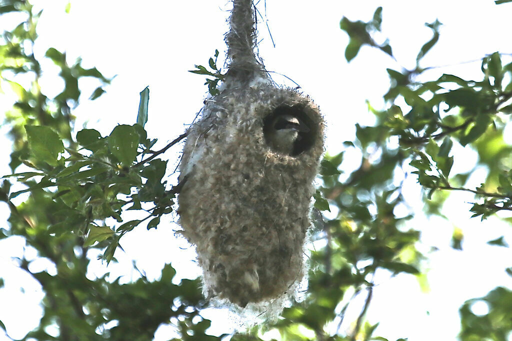 Rémiz penduline