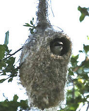 Rémiz penduline