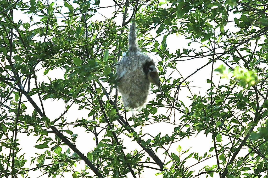 Rémiz penduline