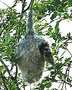 Eurasian Penduline Tit