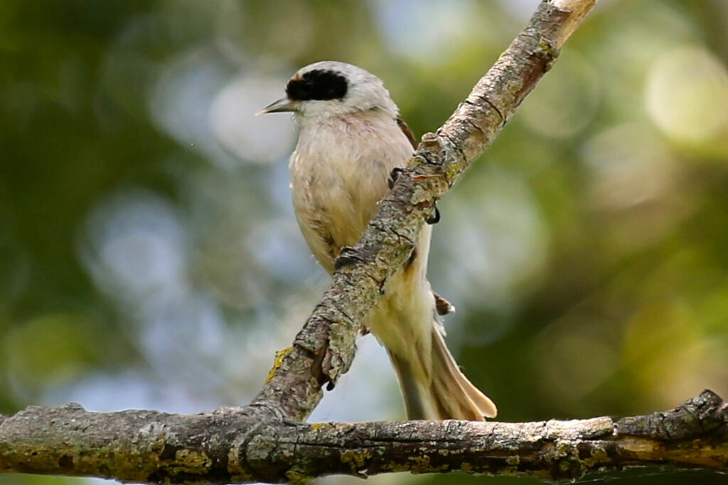 Rémiz penduline