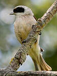 Rémiz penduline