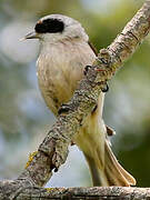 Eurasian Penduline Tit