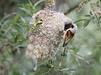 Rémiz penduline