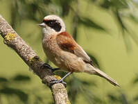 Rémiz penduline