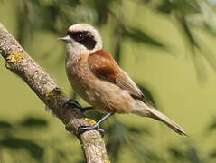 Rémiz penduline