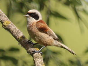 Rémiz penduline