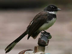 Malaysian Pied Fantail