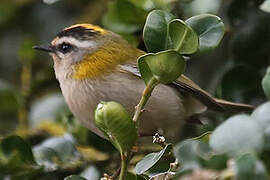 Common Firecrest