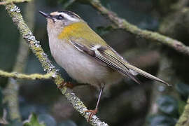 Common Firecrest