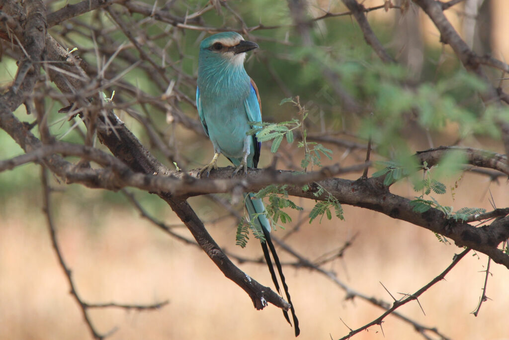 Abyssinian Roller