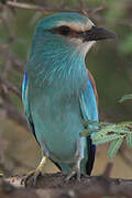 Abyssinian Roller