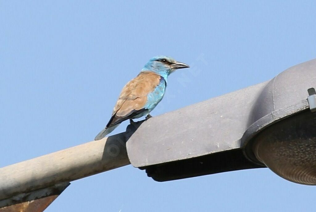 European Roller