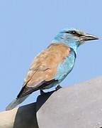 European Roller