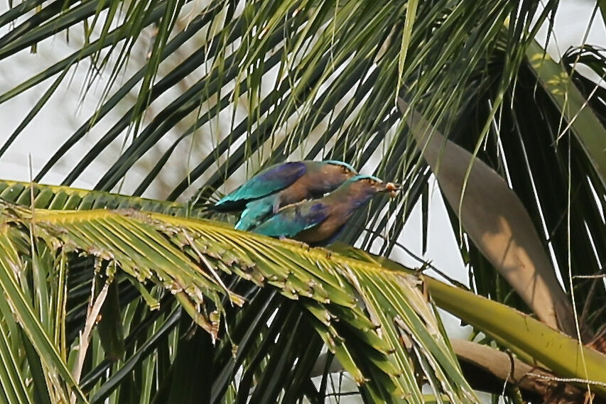 Indochinese Roller