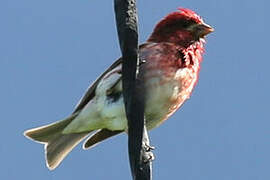 Purple Finch