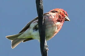 Purple Finch