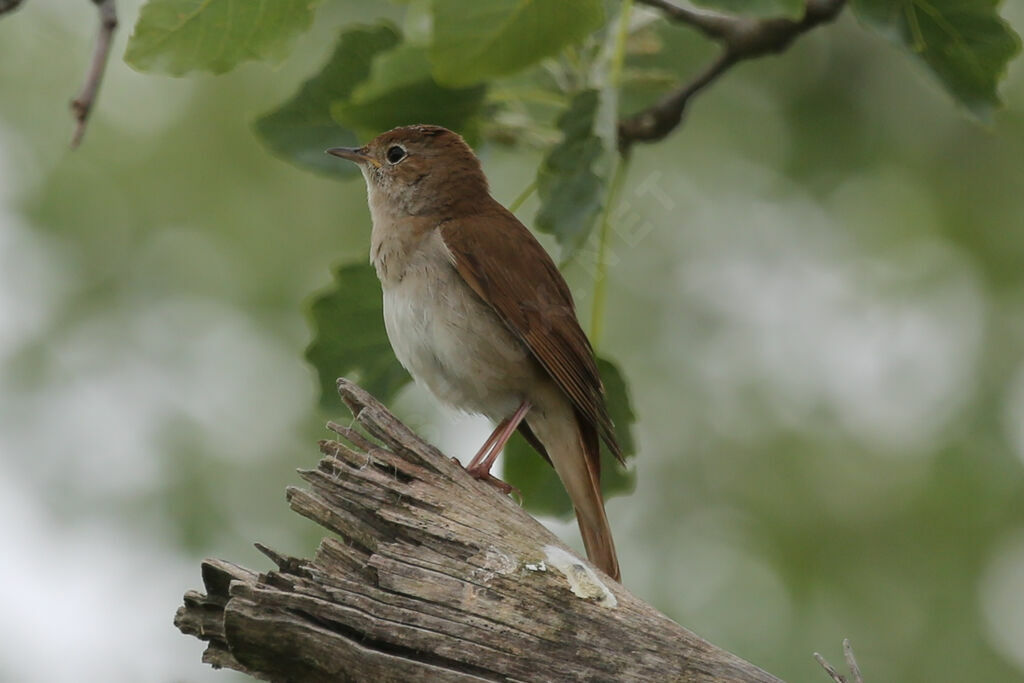 Common Nightingale