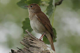 Common Nightingale