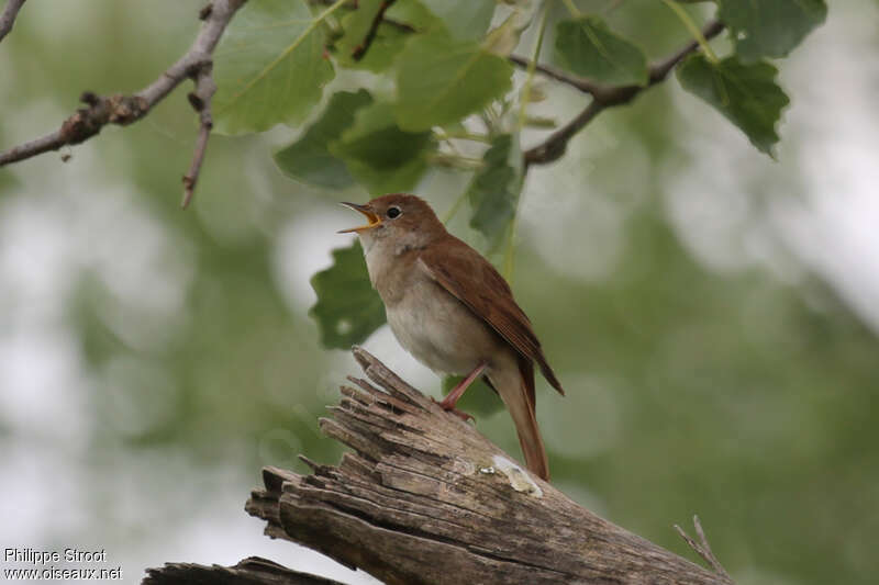 Common Nightingale male adult, habitat, pigmentation, song