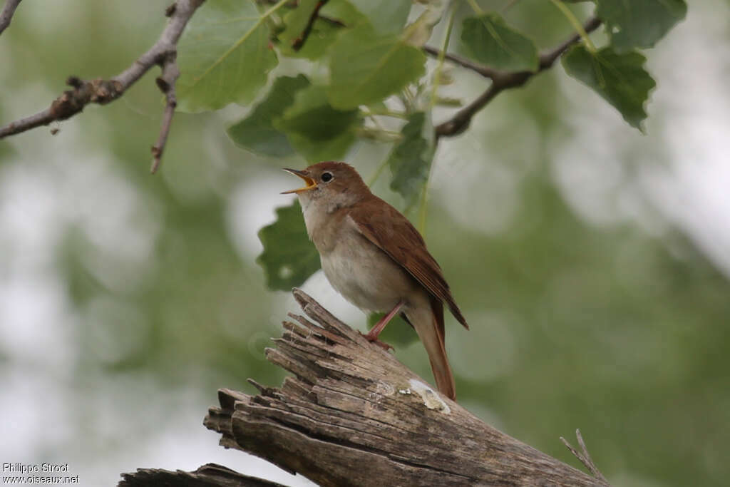 Rossignol philomèle mâle adulte, habitat, pigmentation, chant