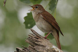 Common Nightingale