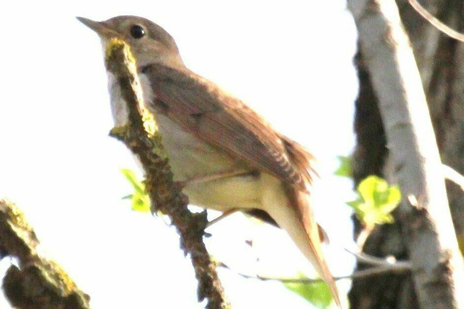 Thrush Nightingale