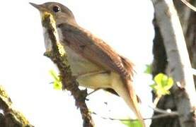 Thrush Nightingale