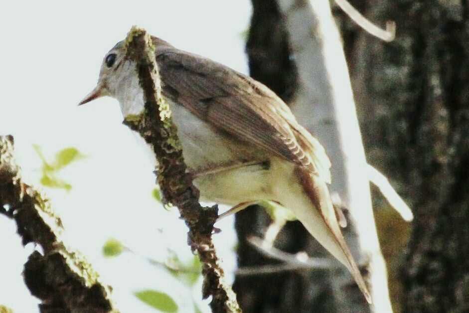 Thrush Nightingale