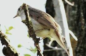 Thrush Nightingale