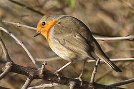 European Robin