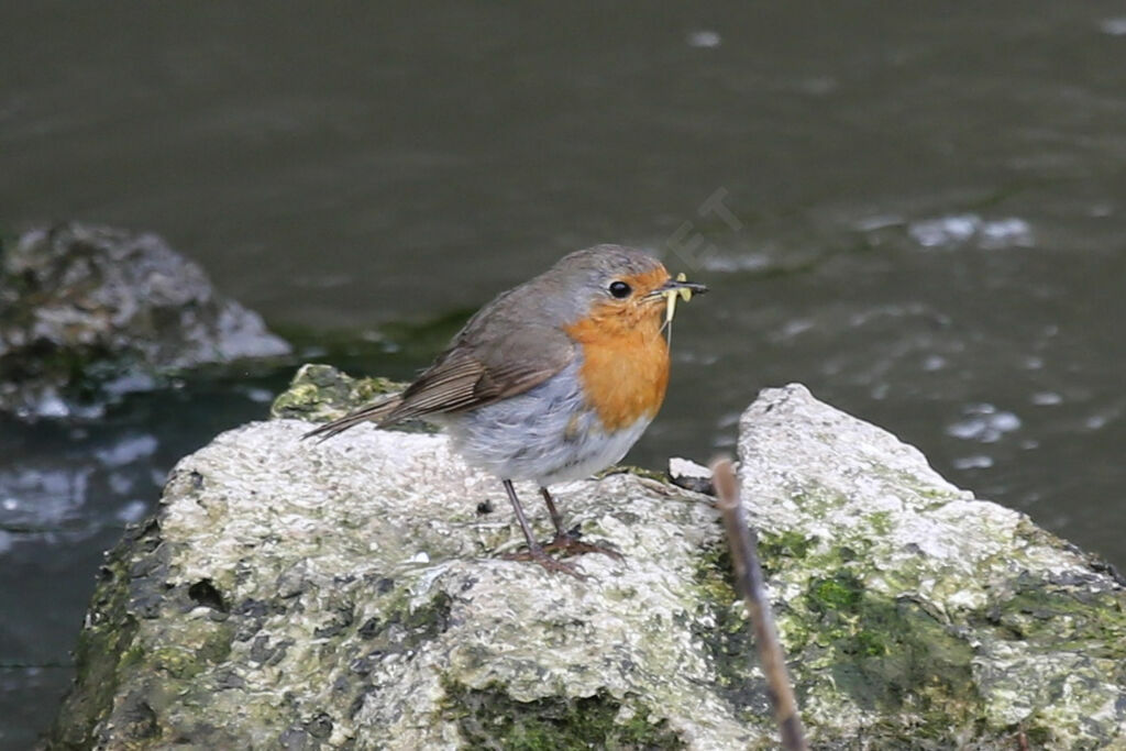 European Robin