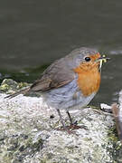 European Robin