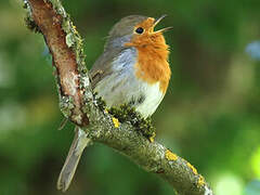 European Robin