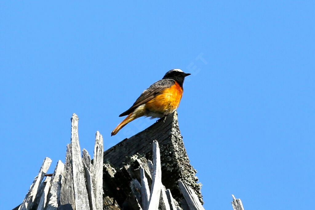 Common Redstart