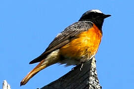 Common Redstart