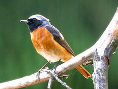 Common Redstart