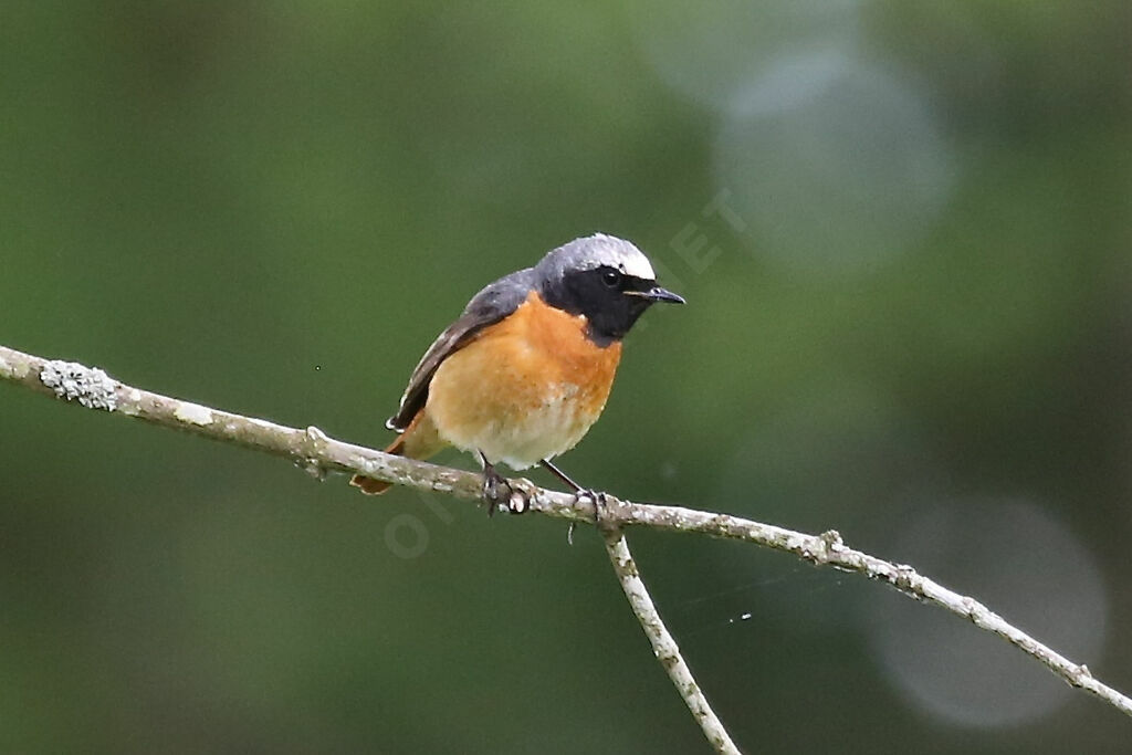 Common Redstart