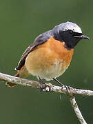 Common Redstart