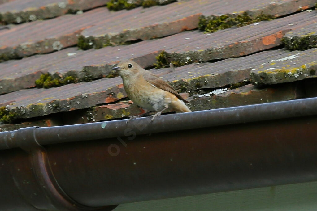 Common Redstart female