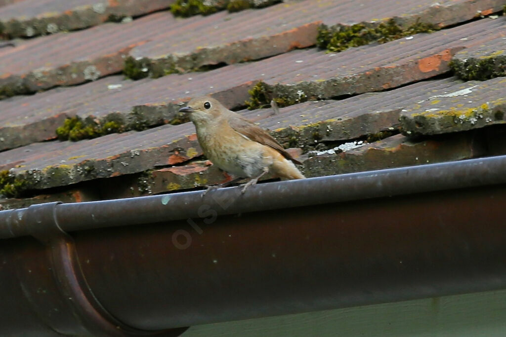 Common Redstart female