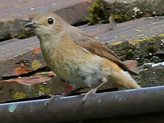 Common Redstart